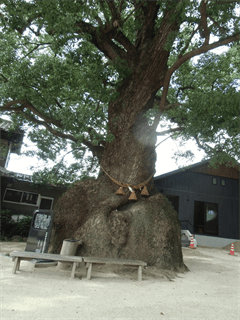 広島で一番大きい木