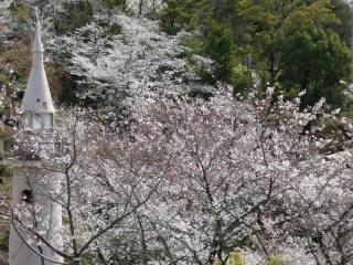 尾道千光寺の桜